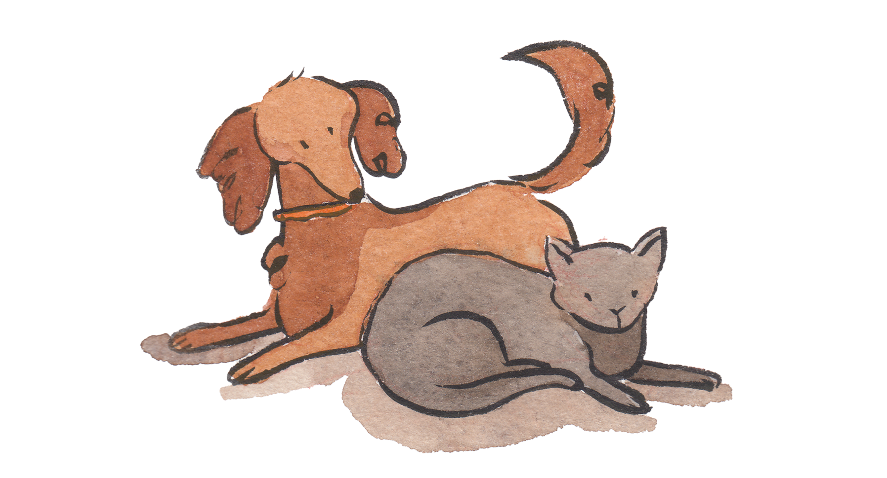 Novità per gli operatori, i trasportatori e i professionisti degli animali