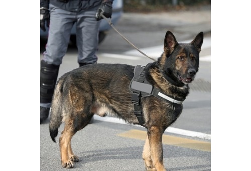 Accordo di collaborazione con l’Associazione U.Ci.O Unità Cinofile Operative