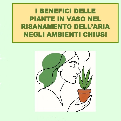I benefici delle piante in vaso nel risanamento dell'aria negli ambienti chiusi