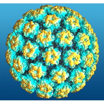 Papillomavirus hpv 66 - Vaccino papilloma virus trieste Hpv szemolcs rak