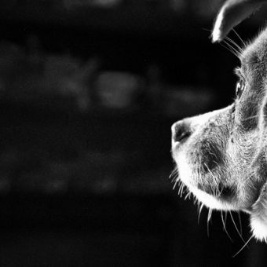 Maltrattamento di animali