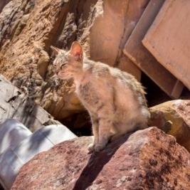 Divieto di abbandono degli animali