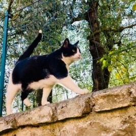 Gatti che vivono in libertà