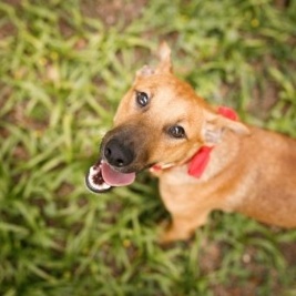 Rinunciare ad un cane