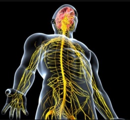Convegno sulla gestione e terapia del nervo periferico