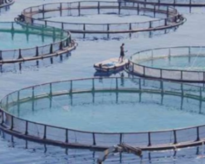 processo naccp aquafarm