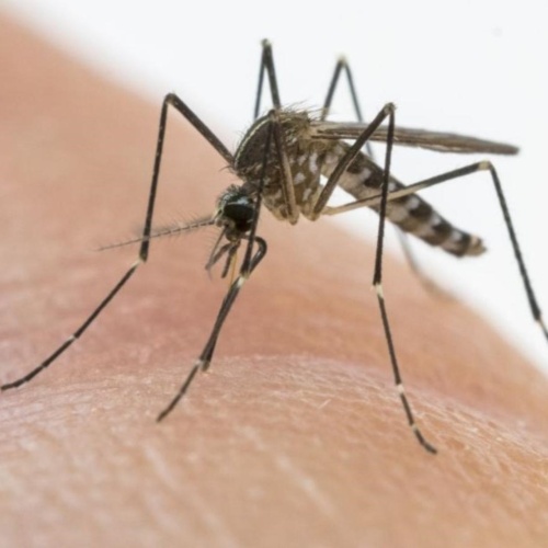 Intervento straordinario di disinfestazione presso l’Aeroporto del FVG