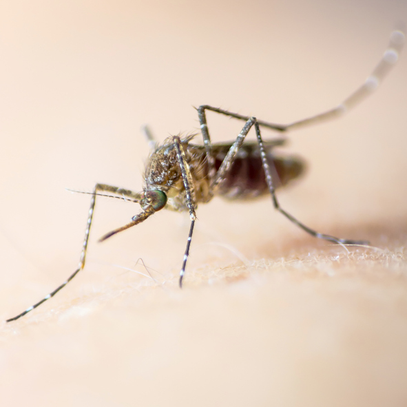 Caso di virus Dengue a Trieste