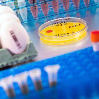 Attenzione per numerosi recenti casi di influenza aviaria