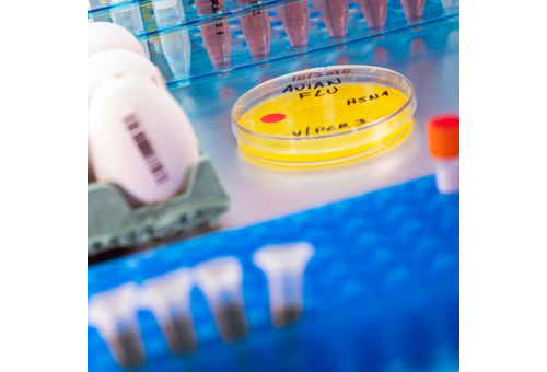 Pozor na številne nedavne primere ptičje gripe