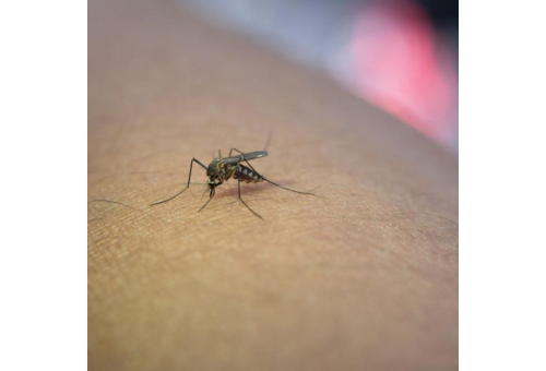 Nuovo caso di virus West Nile (WND) a San Canzian d’Isonzo