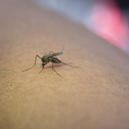 Nuovo caso di virus West Nile (WND) a San Canzian d’Isonzo
