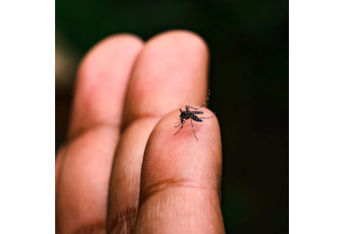 Nuovi casi di virus Dengue a Trieste e a Ronchi dei Legionari