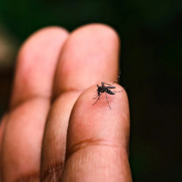 Nuovi casi di virus Dengue a Trieste e a Ronchi dei Legionari