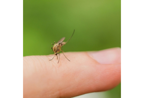 Nuovo caso di virus Dengue a Trieste