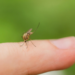 Nuovo caso di virus Dengue a Trieste